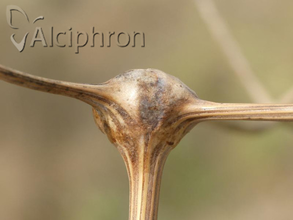 Lasioptera carophila