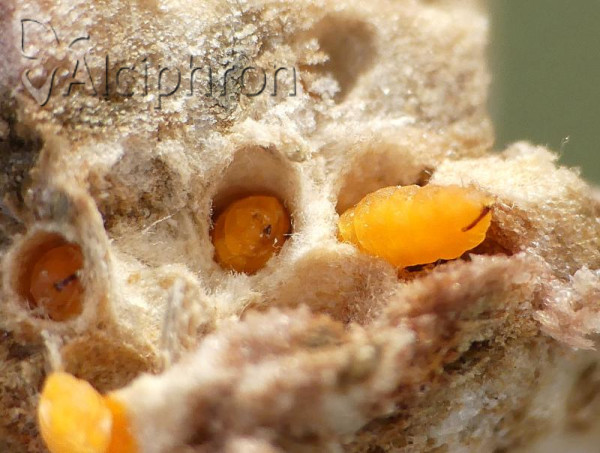 Lasioptera carophila