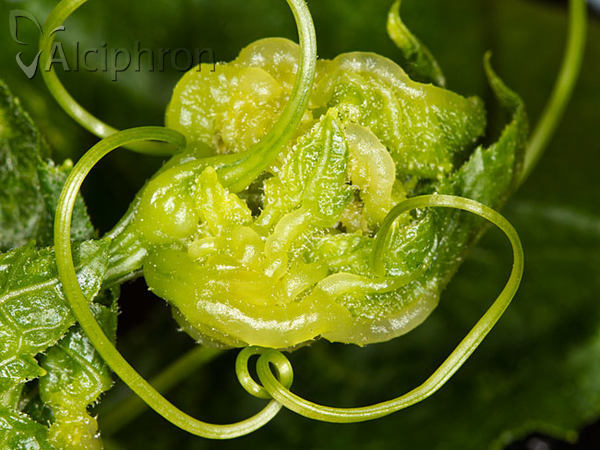 Jaapiella bryoniae