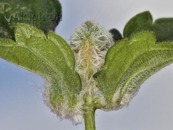 Jaapiella veronicae