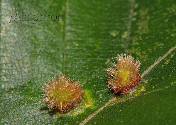 Hartigiola annulipes