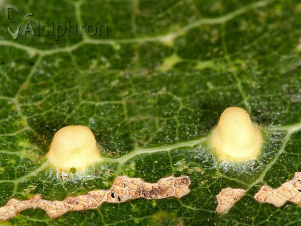 Harmandiola globuli
