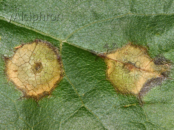 Drisina glutinosa