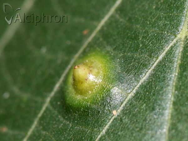 Didymomyia tiliacea