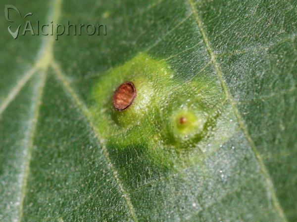 Didymomyia tiliacea