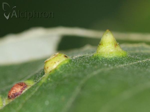 Didymomyia tiliacea