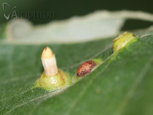 Didymomyia tiliacea