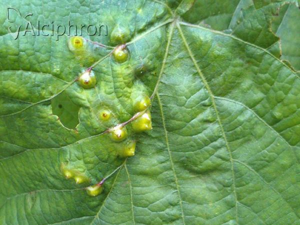 Didymomyia tiliacea