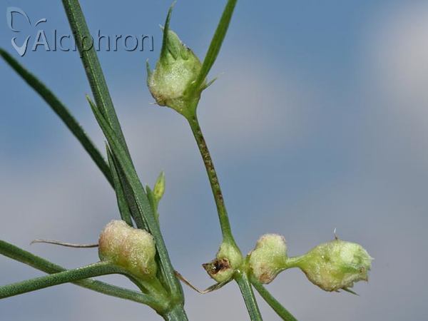 Dasineura asperulae