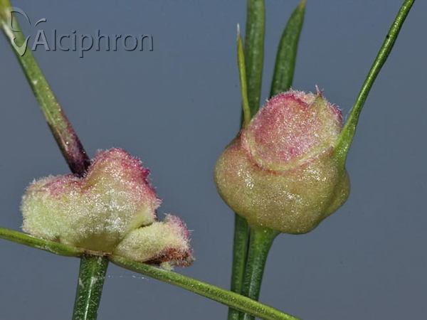 Dasineura asperulae