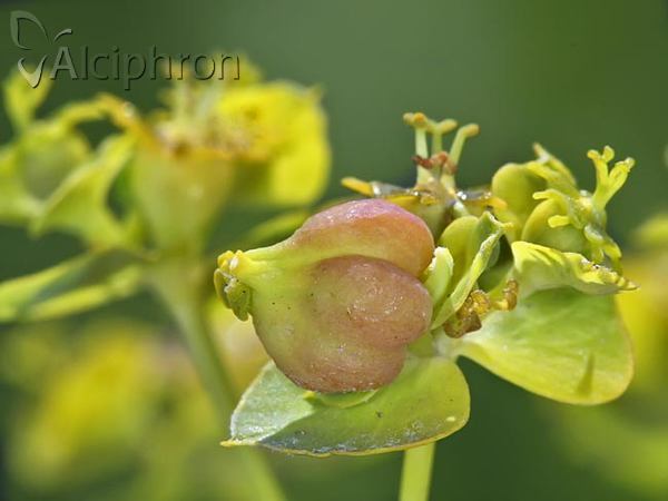 Dasineura capsulae