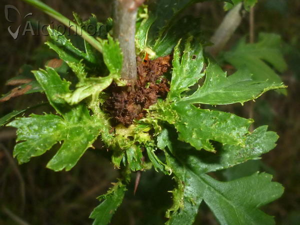 Dasineura crataegi
