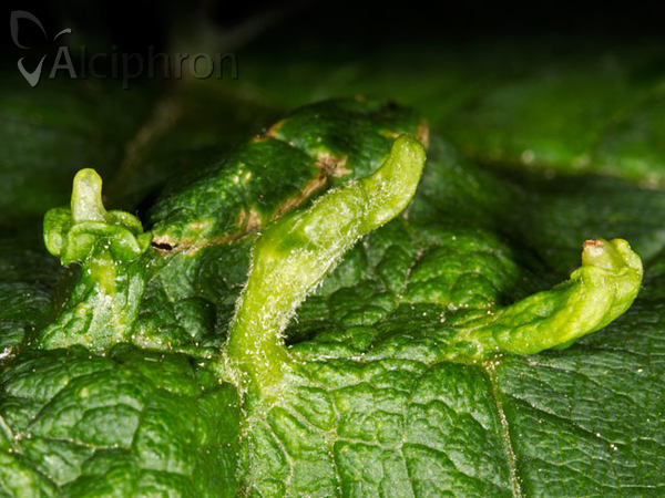 Dasineura irregularis