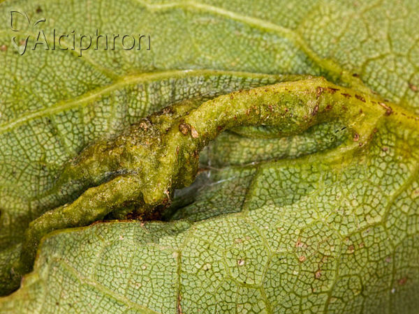 Dasineura irregularis