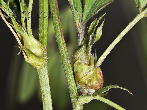Dasineura medicaginis