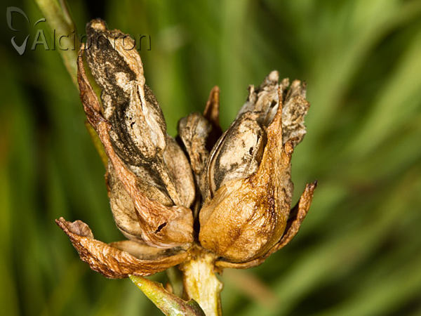 Dasineura sampaina