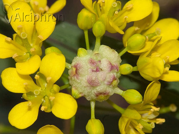 Dasineura sisymbrii