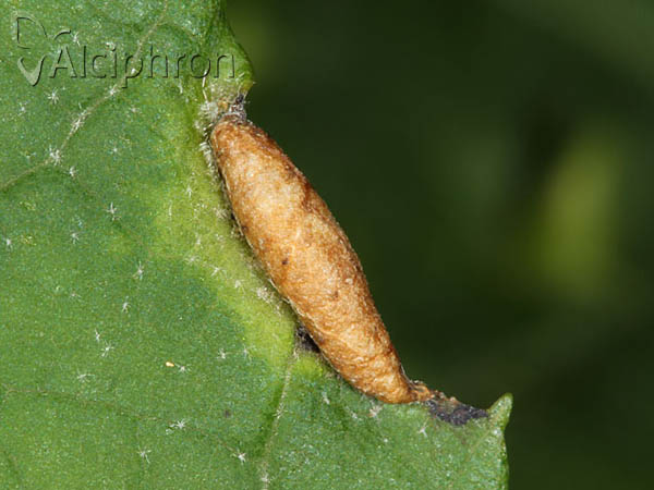 Dasineura tiliae