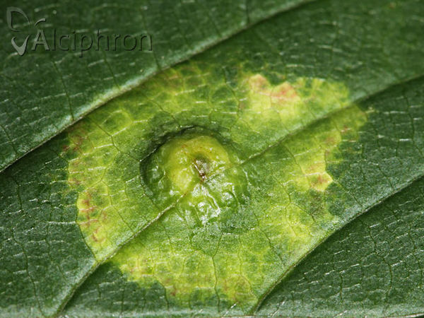 Dasineura tympani