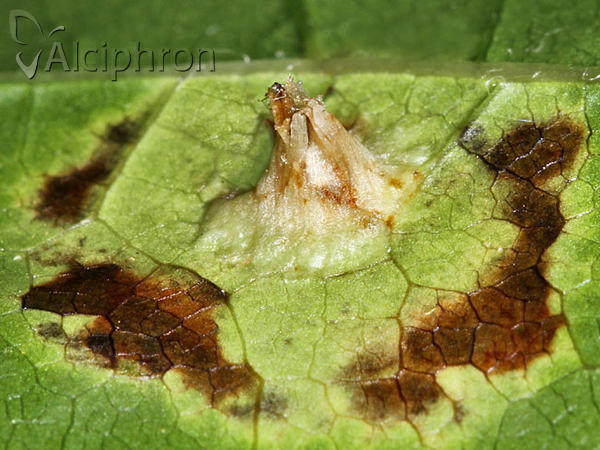 Dasineura tympani