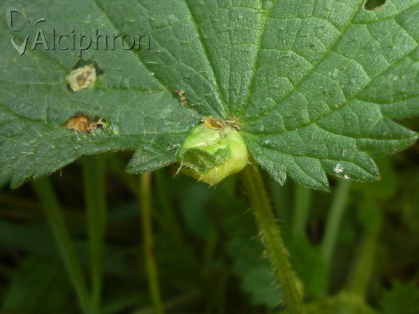 Dasineura urticae