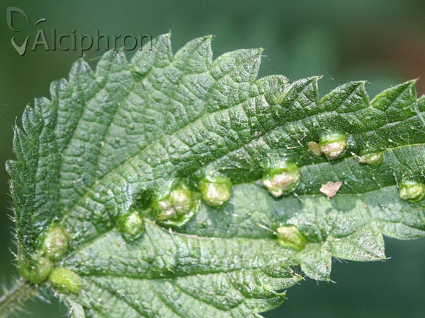 Dasineura urticae