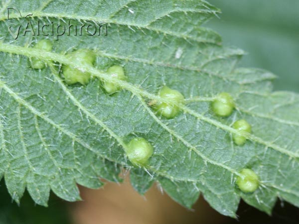 Dasineura urticae