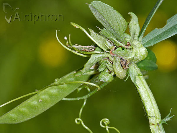 Dasineura viciae