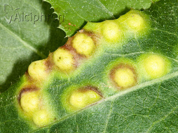 Cystiphora sonchi