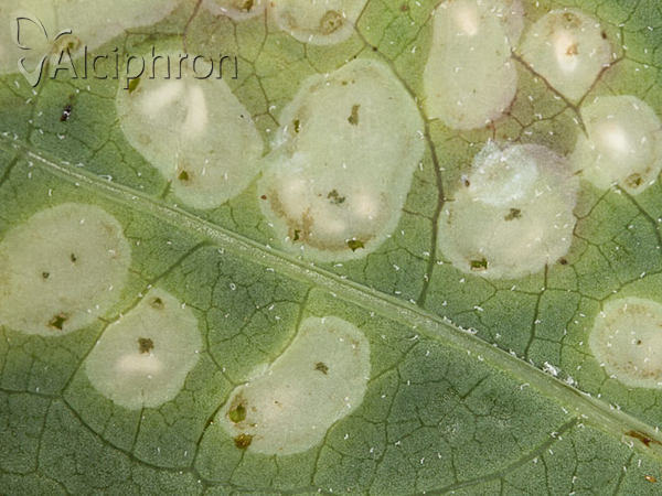Cystiphora sonchi