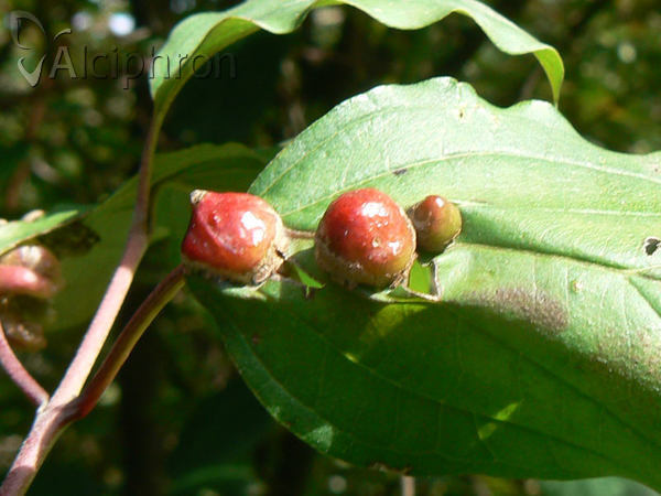 Craneiobia corni