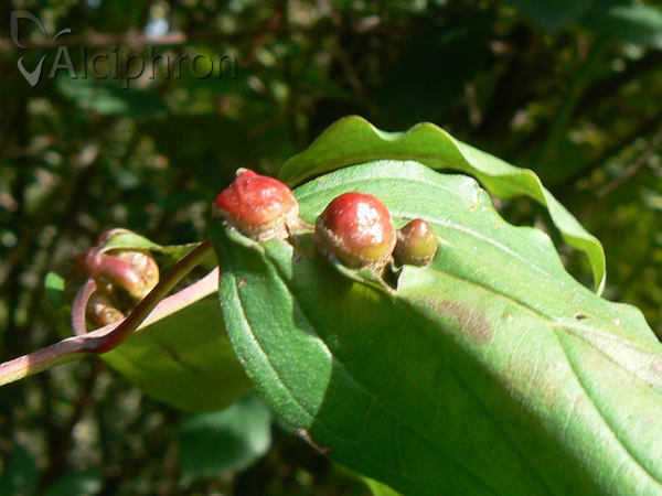 Craneiobia corni
