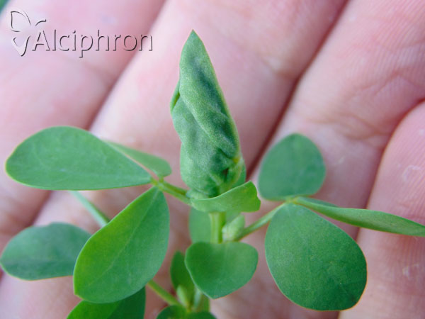 Contarinia barbichei