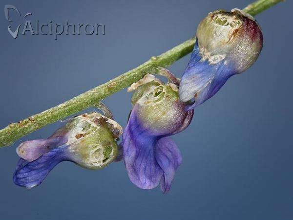 Contarinia craccae