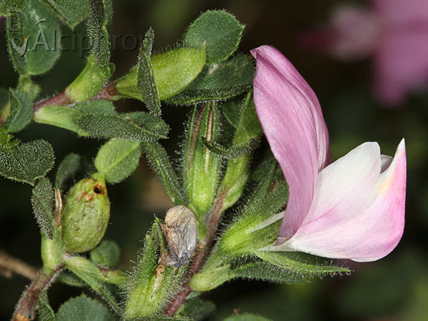 Asphondylia ononidis
