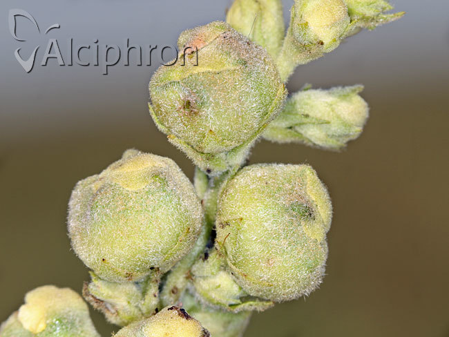 Asphondylia verbasci