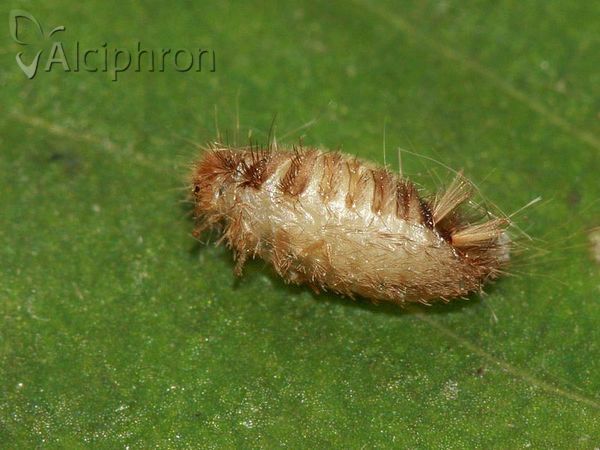 Anthrenus verbasci