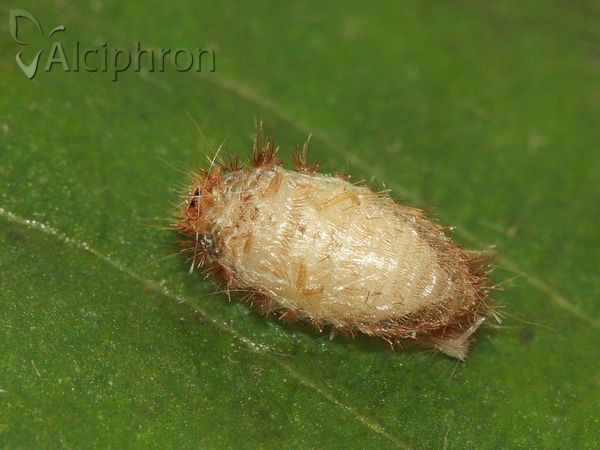 Anthrenus verbasci