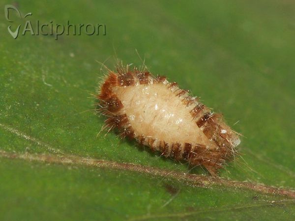 Anthrenus verbasci