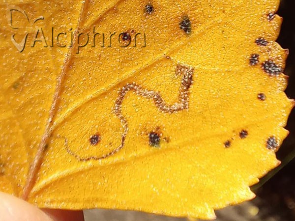 Stigmella betulicola