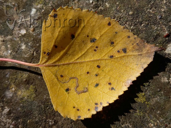 Stigmella betulicola