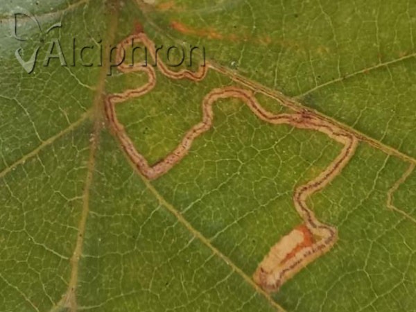 Stigmella microtheriella