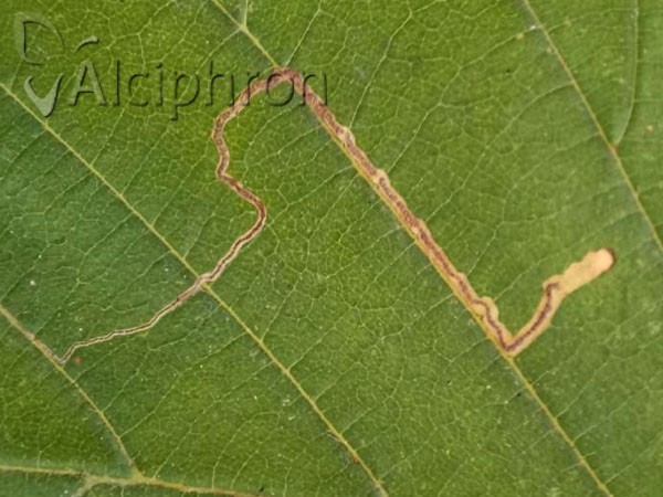 Stigmella microtheriella