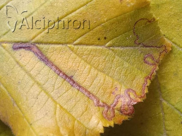 Stigmella microtheriella
