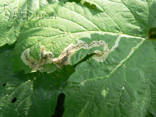 Stigmella aurella