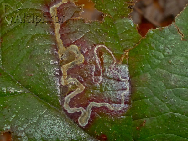 Stigmella aurella