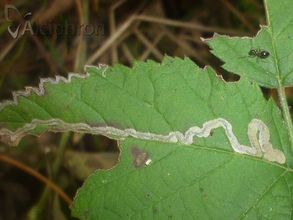 Stigmella aurella