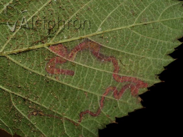 Stigmella aurella