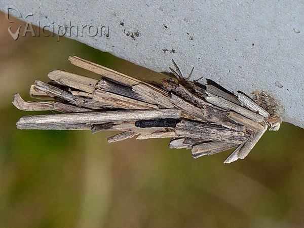 Pachythelia villosella