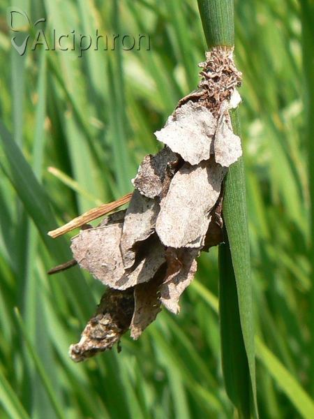 Canephora hirsuta